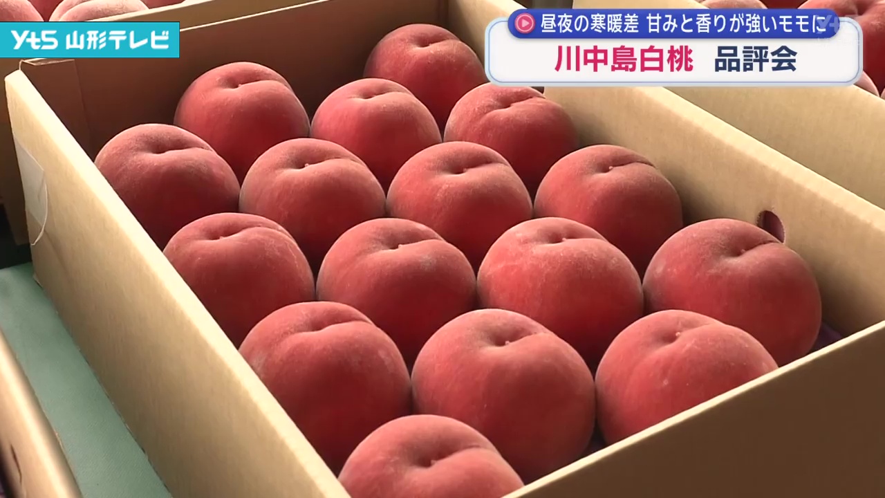山形】川中島白桃の品評会 昼夜の寒暖差で甘みと香りの強いモモに
