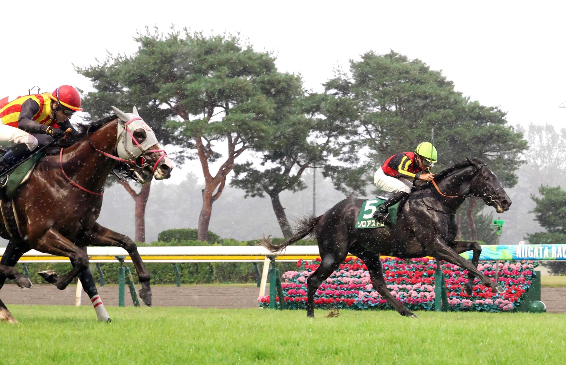 新潟記念】ゾロアストロ 強敵撃破で重賞2勝目 荒れたインからG1馬5