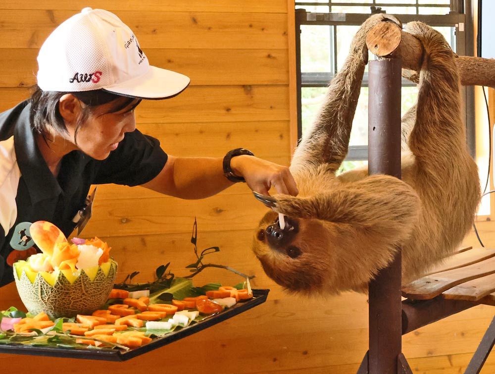 2歳おめでとう ナマケモノに特製ケーキ、白浜アドベンチャーワールド
