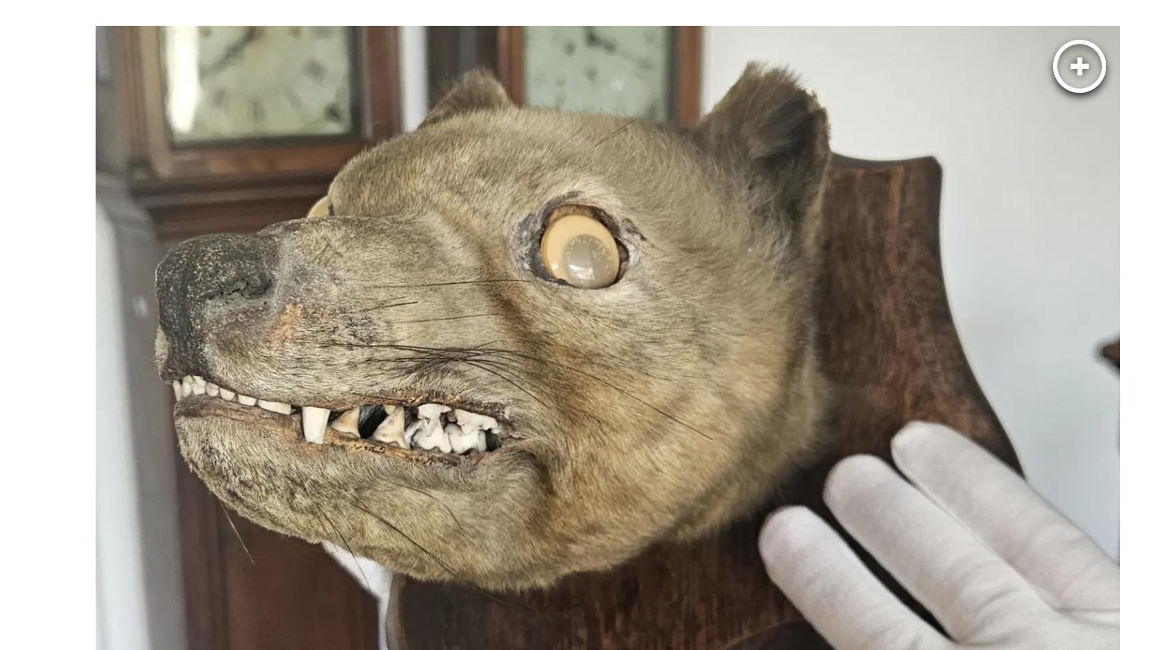 約1万円で購入した「キツネの頭の剥製」が実は極めて稀少な別の生き物