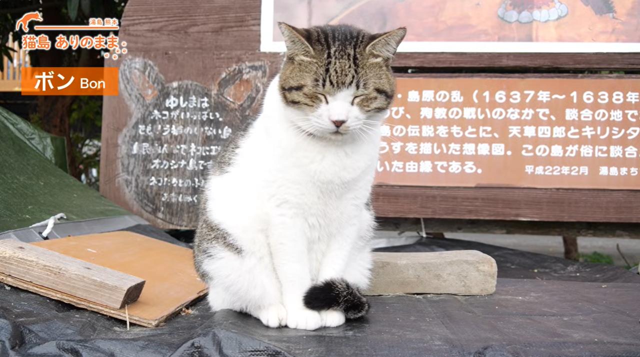 もう見ました？ 湯島の猫動画7本 猫島ありのままYouTubeで公開中 顔と