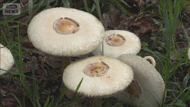 愛知・岡崎市の公園に猛毒“白いキノコ”大量発生 長雨原因か「触るのも危険」（テレビ朝日系（ANN）） - Yahoo!ニュース