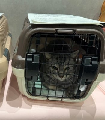 多頭飼育に飼育放棄、高齢の飼い主の死去で80匹を超える猫が犬の収容