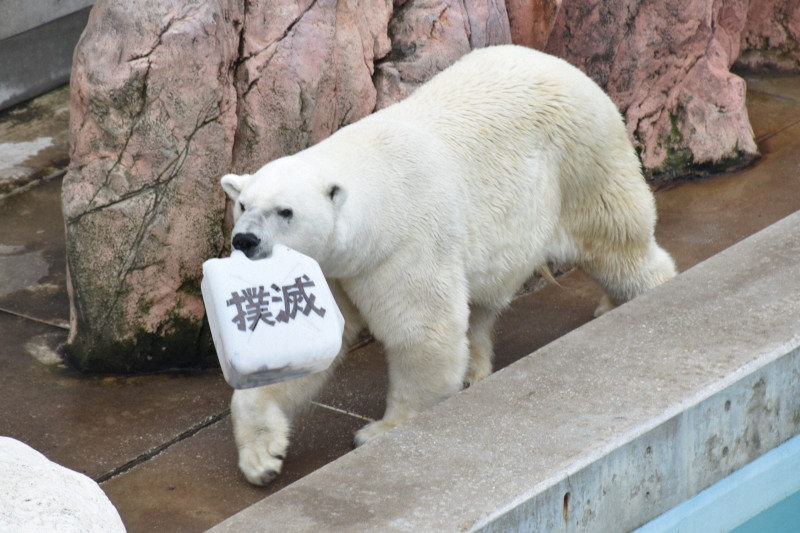 ホッキョクグマ豪太が「ポリス」に 「違反撲滅」くわえて一役（毎日