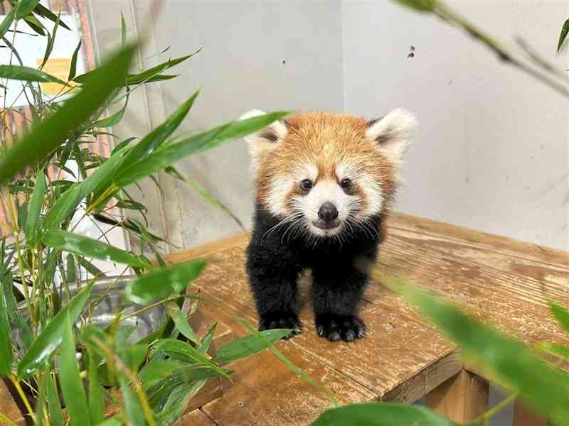 レッサーパンダ赤ちゃん「桃香」、10月1日から一般公開 熊本市動植物園