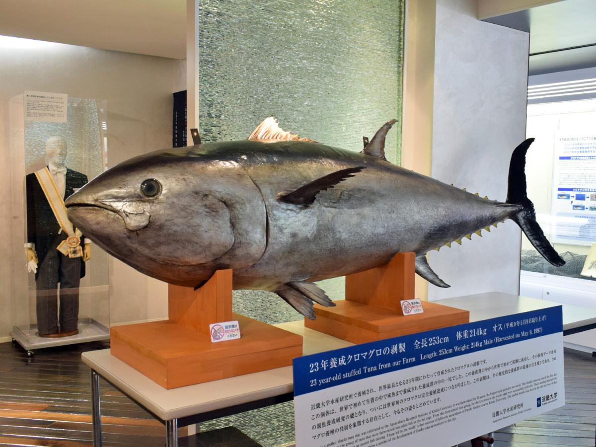 近畿大学で「近大マグロ」特別展 剥製や標本、万博関連の展示も