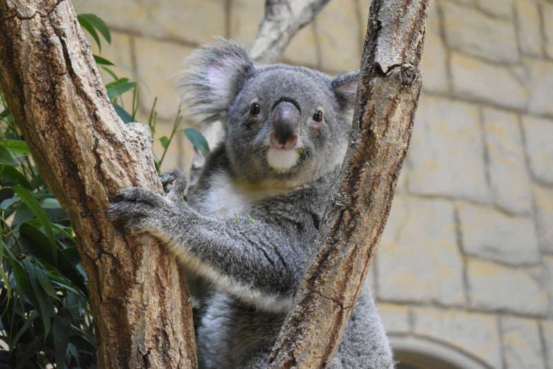 コアラ コアラ「ワトル」死ぬ 穏やかな性格で人気 愛知・東山動植物園（毎日