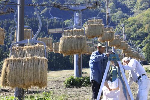 ひ*ま様 天日干しコシヒカリ　信州　南アルプス スキーのリフトに南魚沼産コシヒカリ…つるして天日干し「天空米