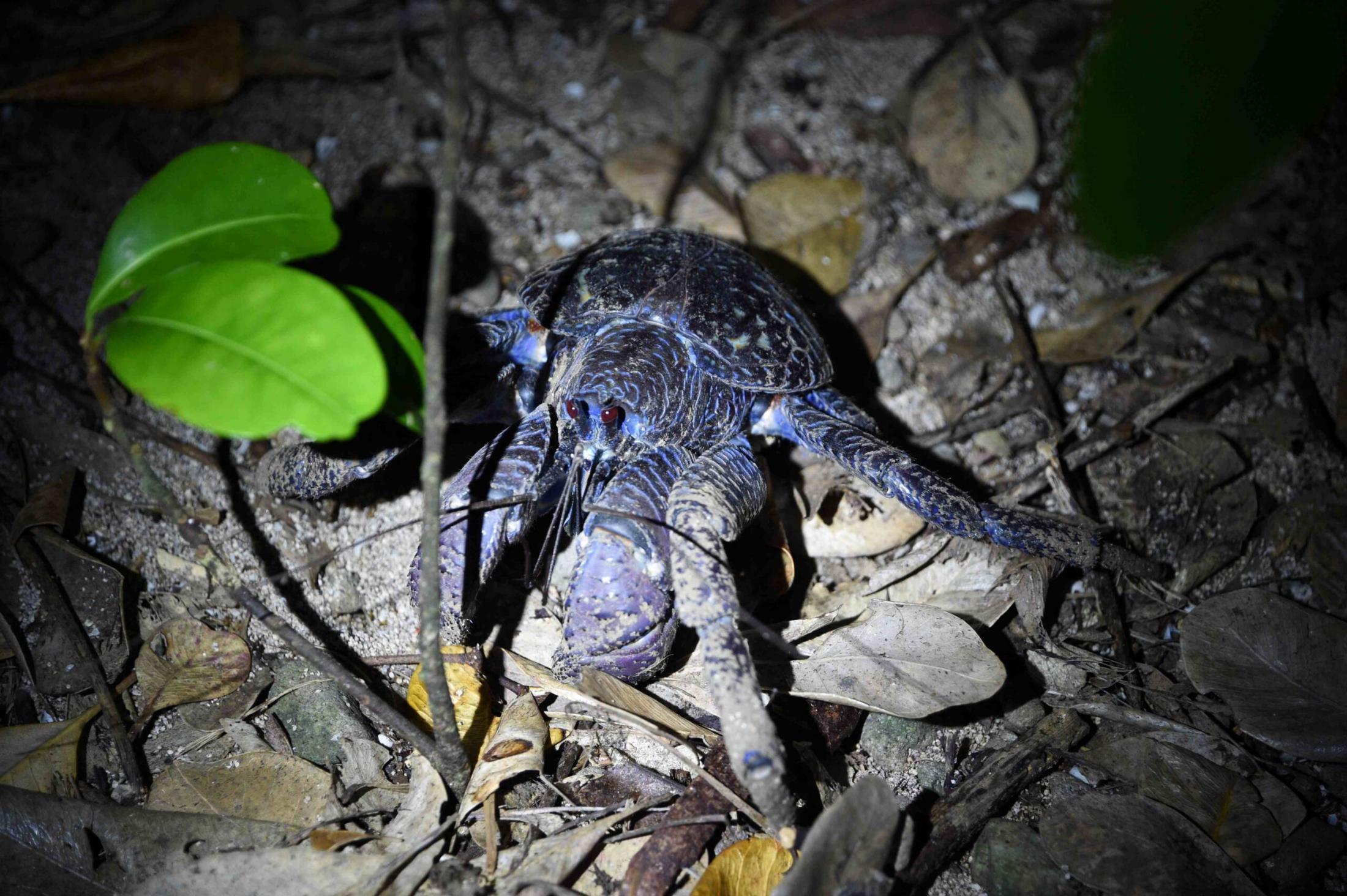 ヤシガニ料理で旅行者が食中毒に　27年ぶり「まれな例」　宮古島市内のレストラン（琉球新報） - Yahoo!ニュース
