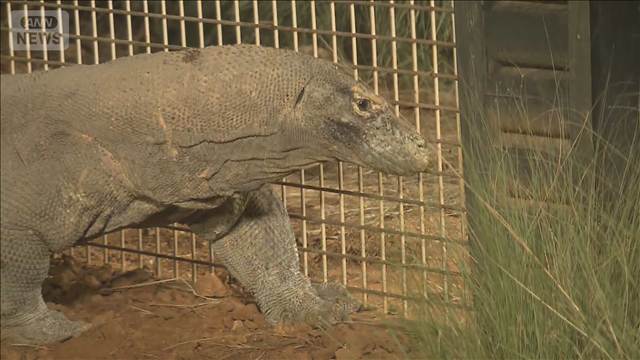 世界最大のトカゲ「コモドドラゴン」きょうから一般公開　交渉11年　日本で繁殖に挑戦（テレビ朝日系（ANN）） - Yahoo!ニュース