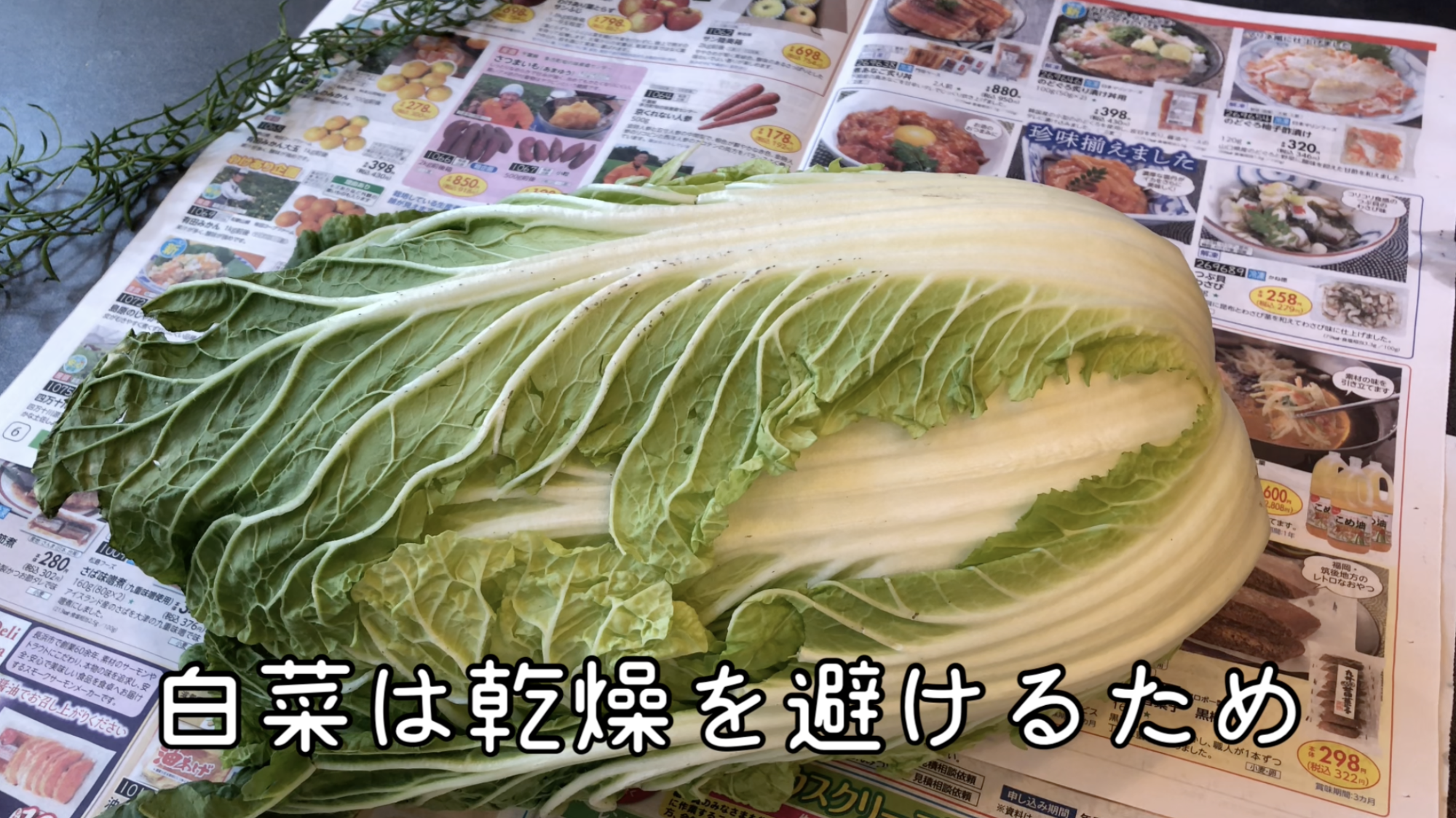 白菜 保存 方法