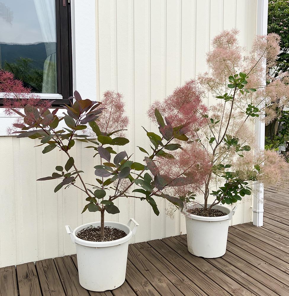 スモークツリーと小花のドライフラワーリース モーヴピンク