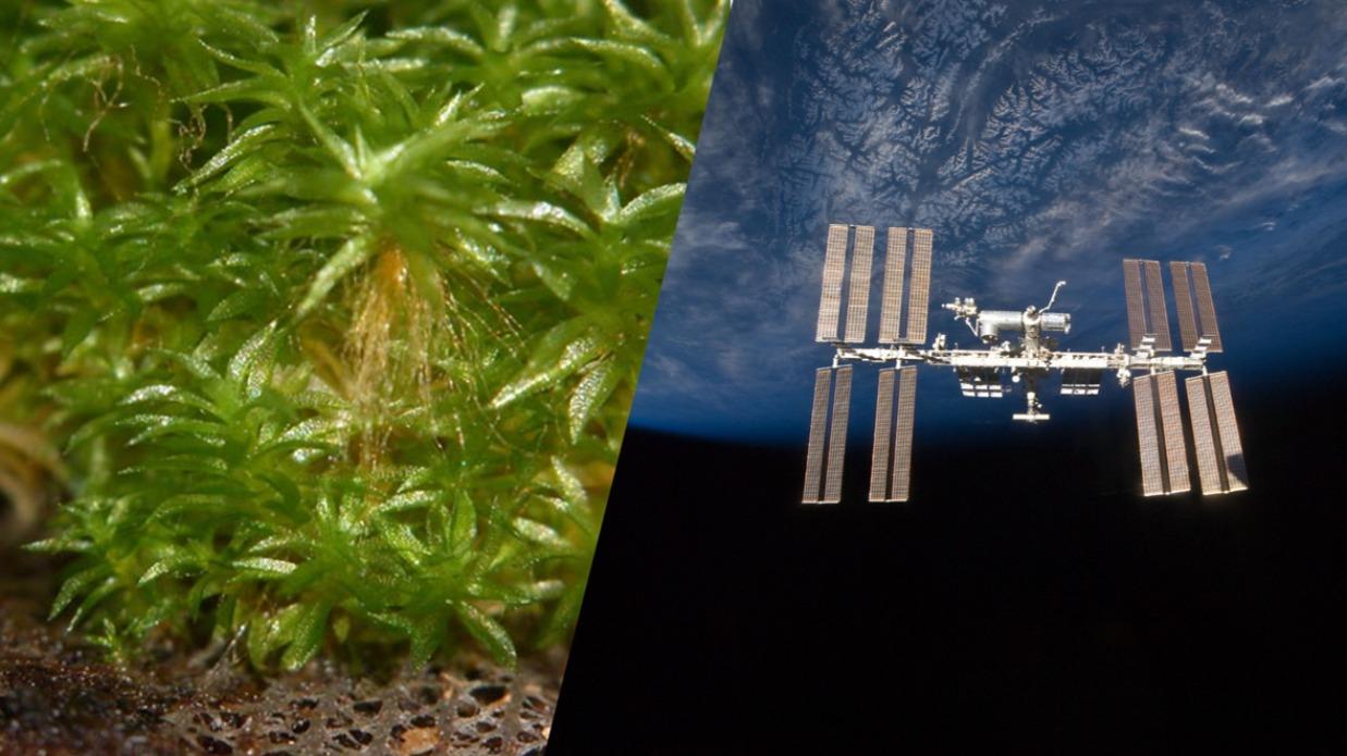 コケが宇宙で9か月生存 ISS船外で9か月さらされても8割が再び成長