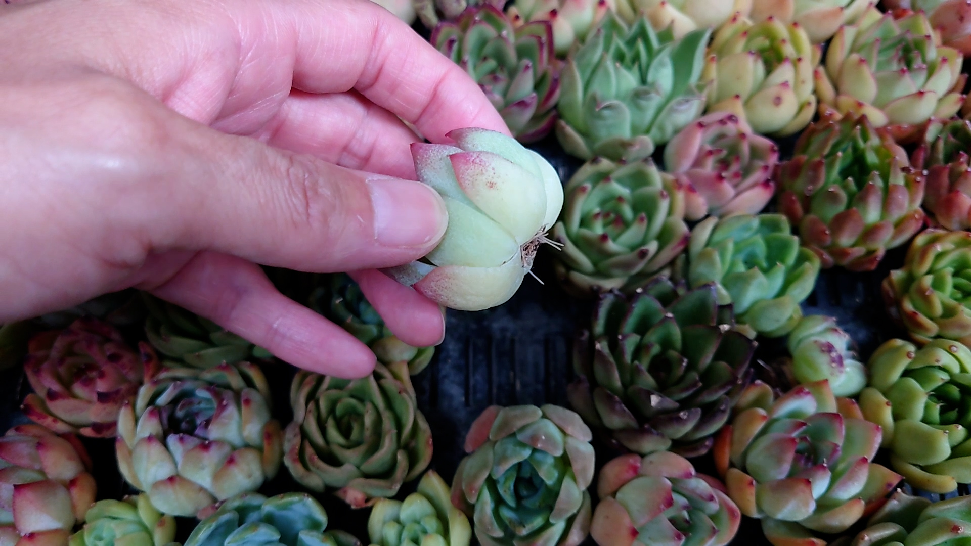 エケベリア 多肉植物 マルベラ（カット苗未発根） | たにログ016 多肉