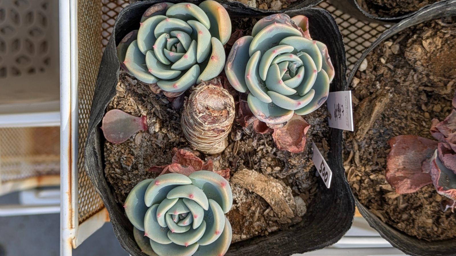多肉植物七福神モリモリ育つカット術！成長が速い七福神は育てがい 多肉葉