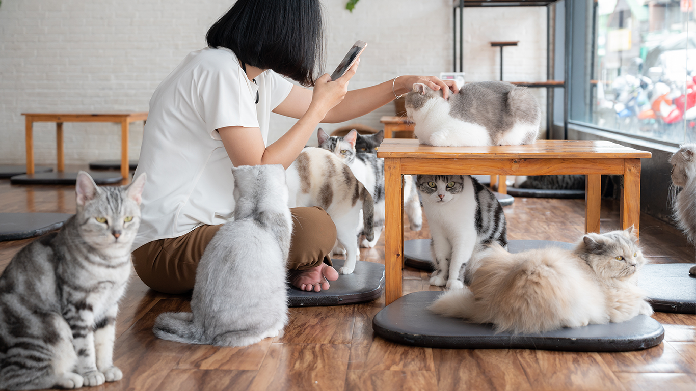 猫好きあるある？「猫が好きなのに、猫アレルギー…」それでも満喫