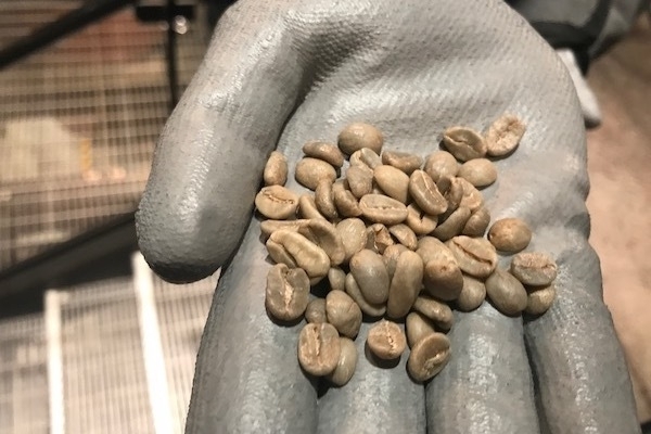 焙煎前のコーヒー豆。(c) Kasumi Abe
