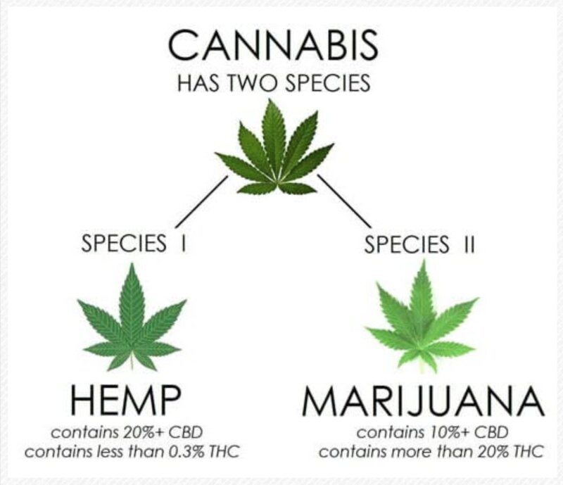 出典：International Cannabis Association (Internationalcannabisassociation.com) 