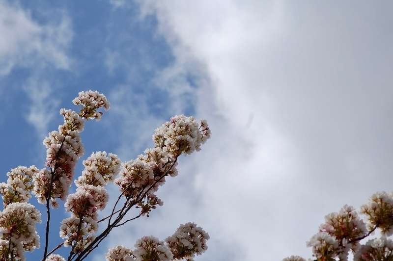 この1ヵ月で花々が咲き、すっかり春に。(c) Kasumi Abe