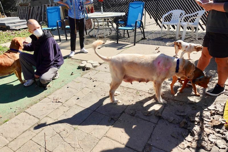 パピーミルから救出された犬たち。(c) Kasumi Abe
