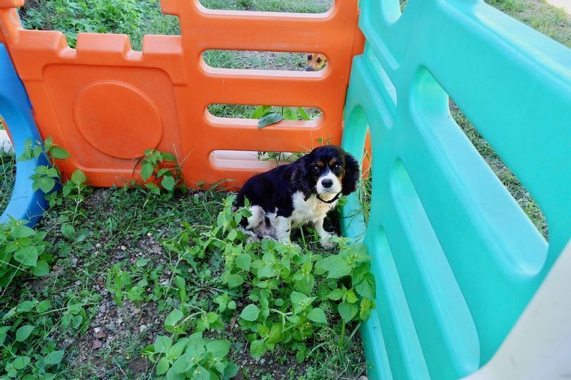 この犬はずっとこの場所から動こうとしなかった。歯も汚ないのは「まともな飲み水を与えられていないから」とキャロルさん。(c) Kasumi Abe