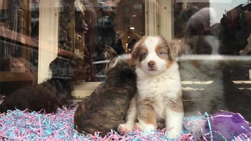 可愛い子犬がどこから来たか知っていますか 米ペットショップで犬を買うことが敬遠される理由 安部かすみ 個人 Yahoo ニュース