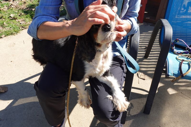 救出された犬の歯をチェックするボランティア。まともな飲み水を与えられてこなかったから歯も汚い。(c)Kasumi Abe