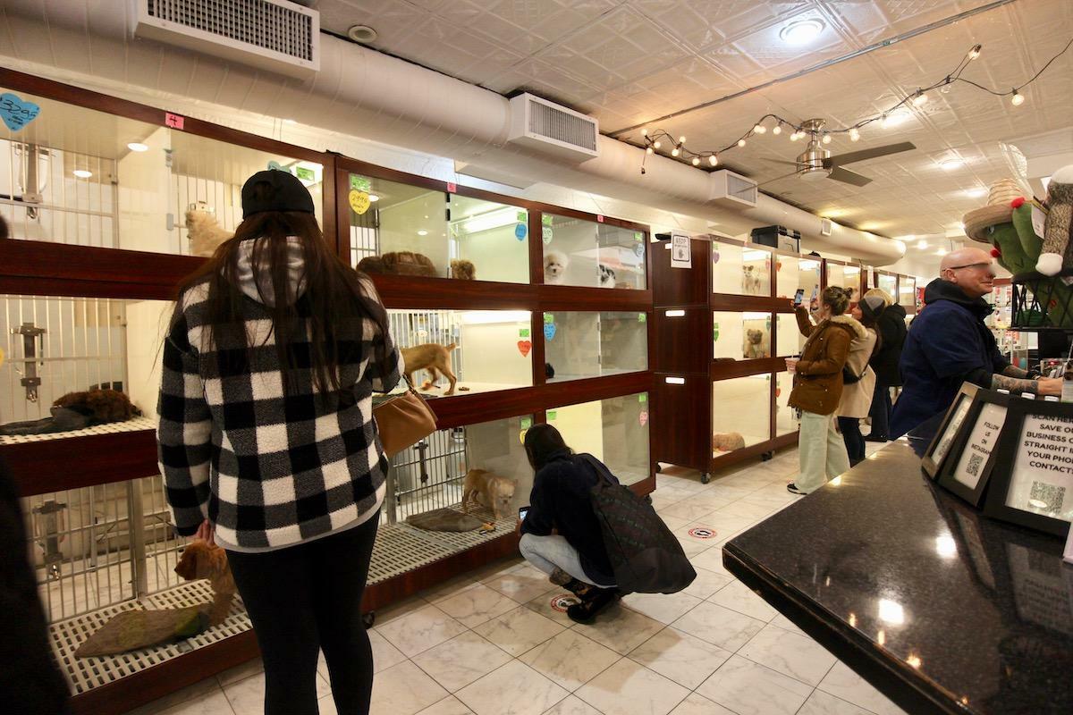 ニューヨーク市内のペットショップでは子犬が2000~3500ドル（29万円〜52万円）前後で販売されている。(c) Kasumi Abe