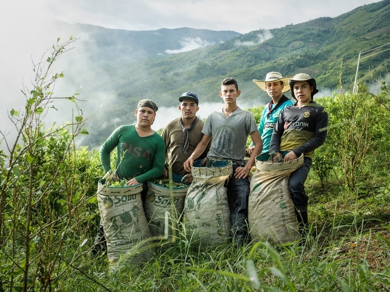コカ農園で働く若者。珈琲農園よりも２倍の収入　Foto:Mads Nissen 