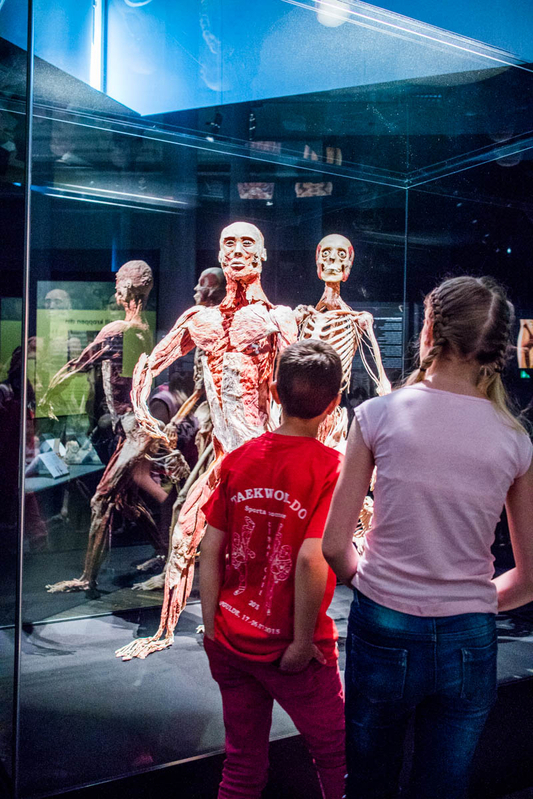 人間の死体の実物を展示した人体の不思議展も開催中、NTNU科学博物館