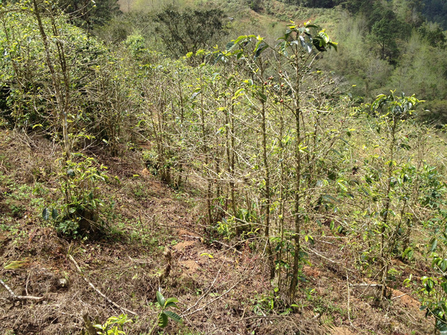 気候変動による変わりやすい天候や、「さび病」などの影響で、葉が減り、ほぼ枯れているコーヒーの木　Photo: Tim Wendelboe