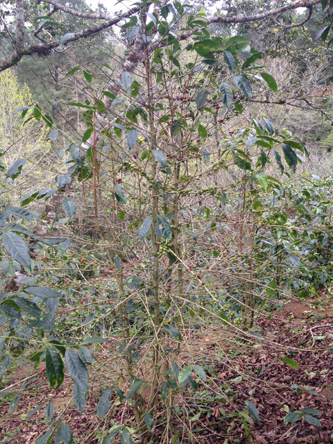 コーヒーの木の生長を妨げる気候変動　Photo: Tim Wendelboe
