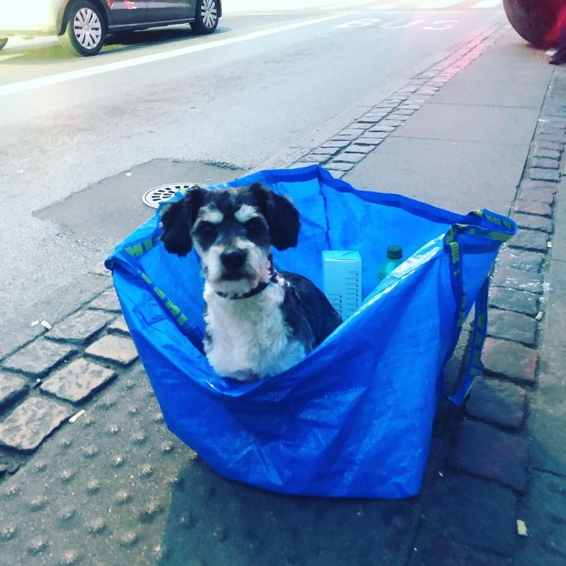  デンマークの首都コペンハーゲンにて。IKEAバックに犬を連れて歩いている人がいた Photo: Asaki Abumi