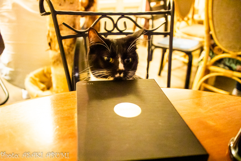 フィンランドの猫カフェは、一体どのような感じ？　Photo: Asaki Abumi