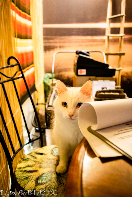 テーブルに座っていると、猫たちが同席してくる　Photo: Asaki Abumi