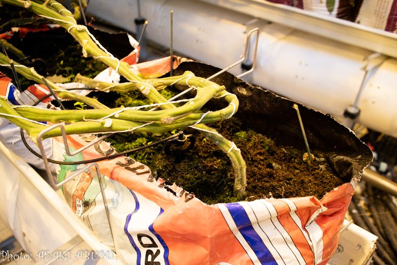 トマトの根本にあるバイオ肥料 Photo: Asaki Abumi