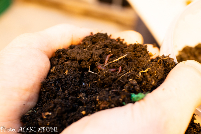 肥料の土の中ではミミズが元気に育つ Photo: Asaki Abumi