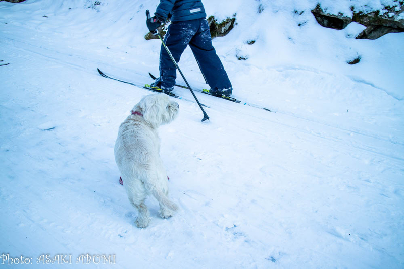 スキーができる日が少ないので、雪が積もると人間も動物も、いそいそと雪のある場所へと移動してきます　Photo: Asaki Abumi