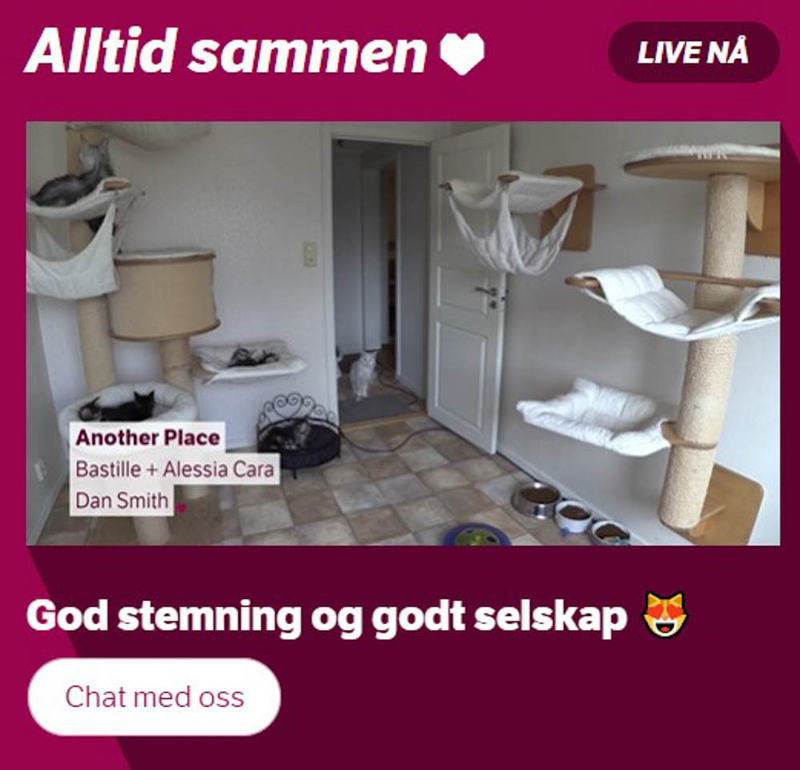 Photo:NRK Alltid sammen/Alltid katt