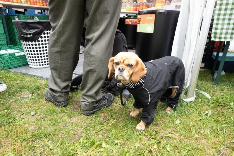 フェス会場にはたくさんの犬も来ており、参加者には動物や魚のより良い福祉制度を望む人も多い　撮影：あぶみあさき