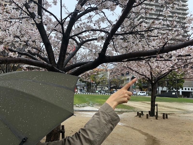 公園の桜が白黒に見えた時もあったが、今は色がよみがえってきた（撮影・相澤冬樹）