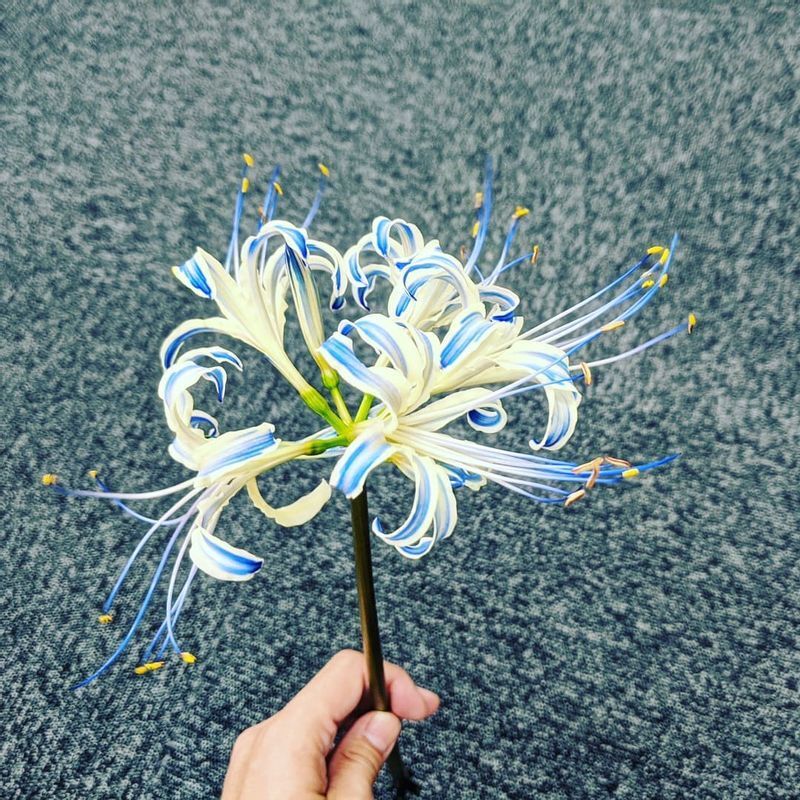 Twitterでバズる鬼滅の刃 青い彼岸花 を作れる染色キットは 中小企業の知恵の結晶だった 秋元祥治 個人 Yahoo ニュース Twitterでバズる鬼滅の刃 青い彼岸花 を作れる染色キットは 中小企業の知恵の結晶だった 秋元祥治 個人 Yahoo ニュース