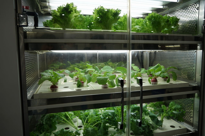 大阪府立大学展示の循環型野菜生産システム。撮影：秋山文野