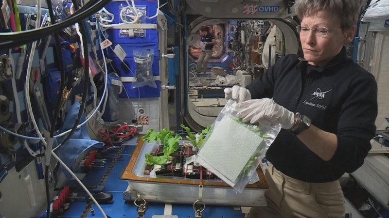 東京べかなを収穫するペギー・ウィットソン宇宙飛行士。Credit:NASA TV