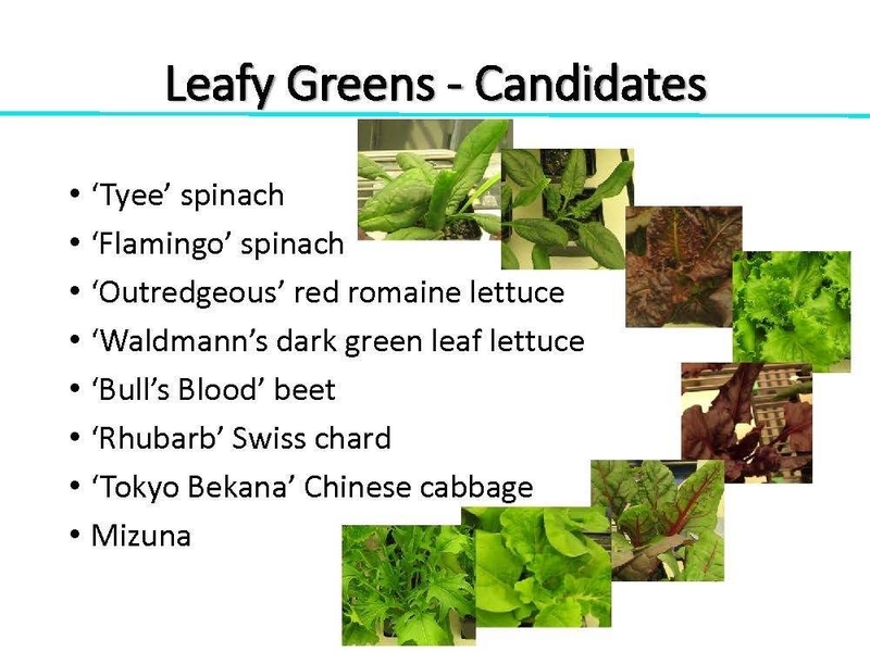 ISSで栽培される葉物野菜の候補。Credit:NASA