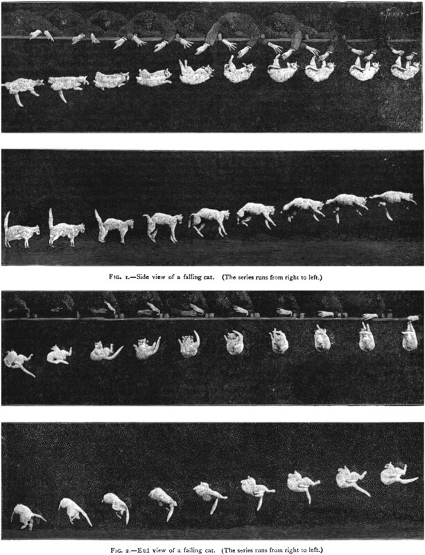 エティエンヌ・ジュール・マレーが1894年に撮影した落下する猫。『Photographs of a Tumbling Cat』より。画像出典：Wikimedia Commons