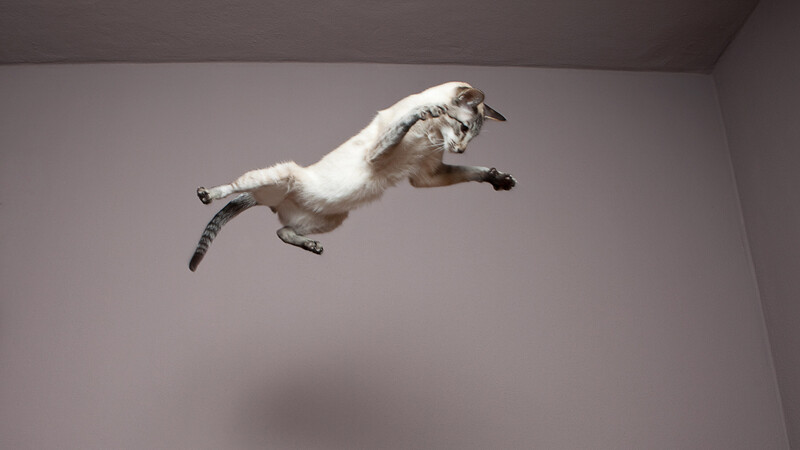 猫が逆さに落ちても足から降りられる秘密を解明した300年の物理学史 秋山文野 個人 Yahoo ニュース 猫が逆さに落ちても足から降りられる秘密を解明した300年の物理学史 秋山文野 個人 Yahoo ニュース