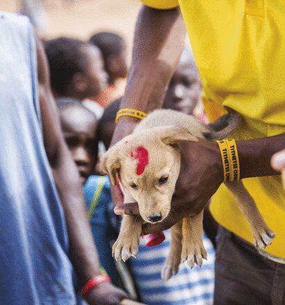 PNAS 2021年2月2日号の表紙となった、マラウイで狂犬病ワクチン接種を受ける子犬。Credit: Mission Rabies