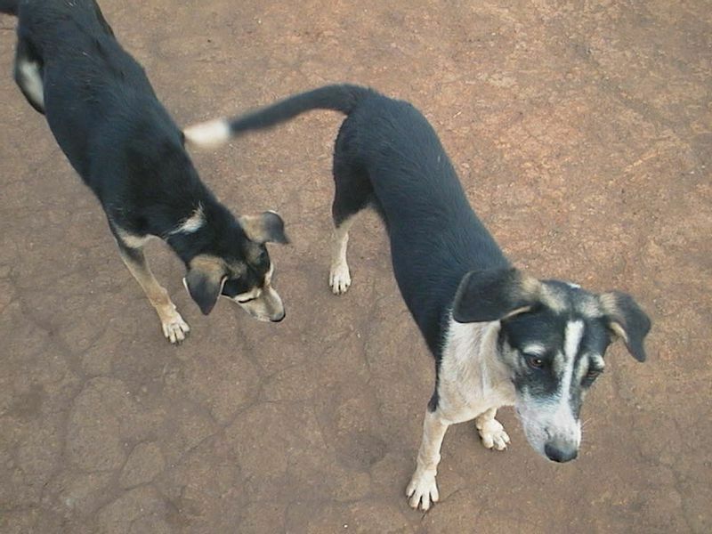 マラウイの犬たち。画像提供：大塚実さん