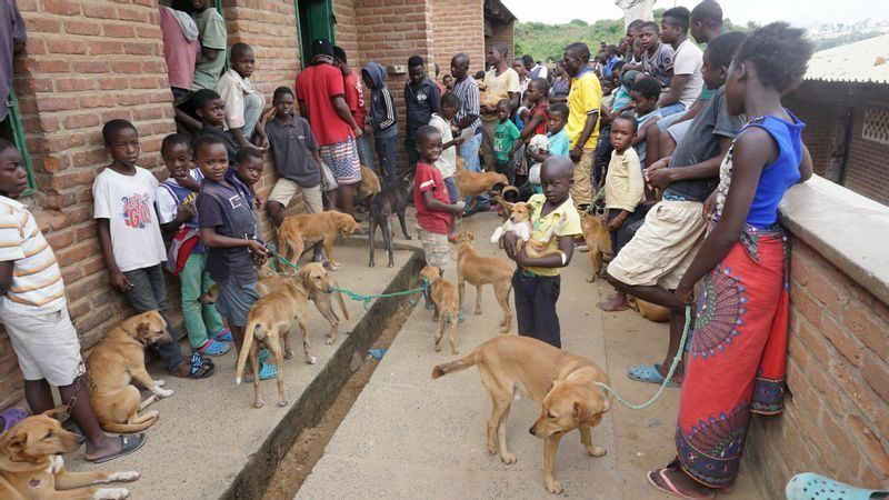 マラウイで狂犬病ワクチン接種に犬を連れてくるのは子どもたちの役目となっている。Credit: Mission Rabies